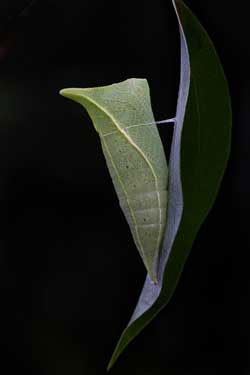 Blue Triangle - chrysalis or pupae