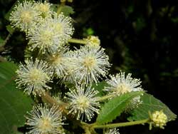 Black Wattle