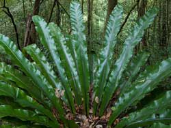 Bird's Nest Fern