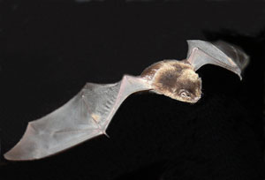 Eastern Bent-winged Bat