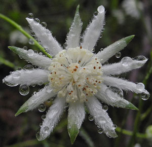 Pink Flannel Flower