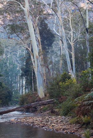 Mountain Blue Gums on the Grose River