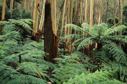 Wet sclerophyll forest, Mount Wilson