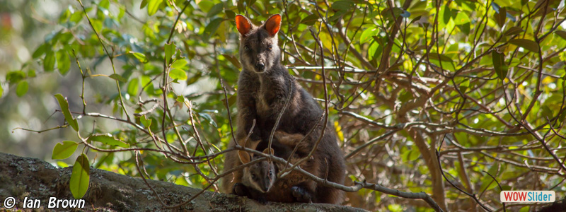 7. Brush-tailed Rock Wallaby & Joey