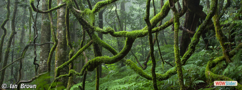 2. Mount Wilson rainforest
