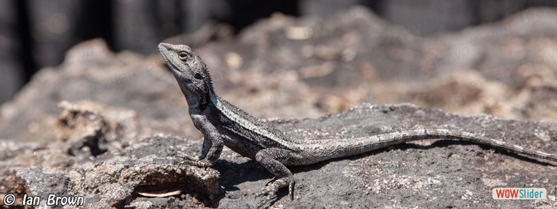 5. Eastern Water Dragon