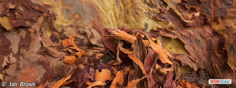 6. Peeling Angophora