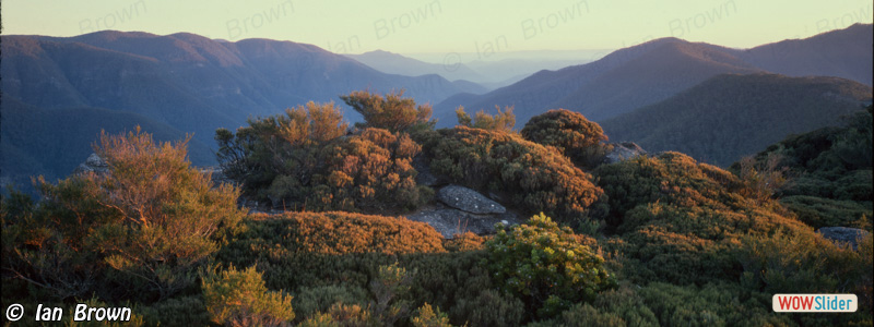 7. Kanangra heath at dawn