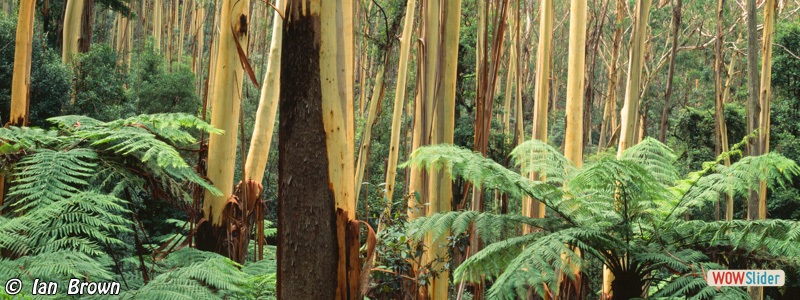 2. Blue Mountains Ash and tree ferns