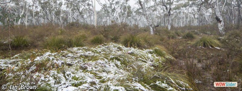 2. Newnes Plateau snowfall