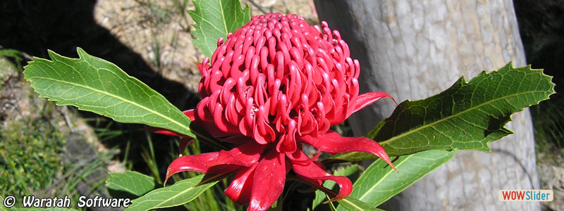 3. Waratah