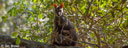 7. Brush-tailed Rock Wallaby & Joey