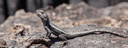 5. Eastern Water Dragon