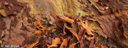 6. Peeling Angophora