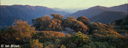 7. Kanangra heath at dawn